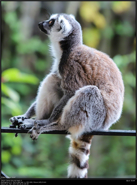 IMG 8479.jpg 2017 09 16  Zoo Planckendael II