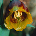 Fuchstrauben- Schachbrettblume - Fritillaria uva vulpis