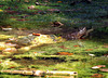 A perfect 'dress' of algae for this large Snapping Turtle