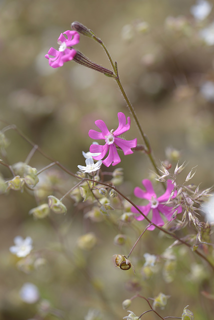 Silene colorata Poir., Caryophyllales