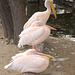 Pelikans Mittagspause