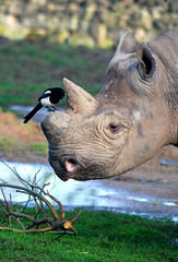 Rhino and Magpie