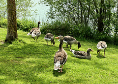 Graugänse am Schlosssee   (PiPs)