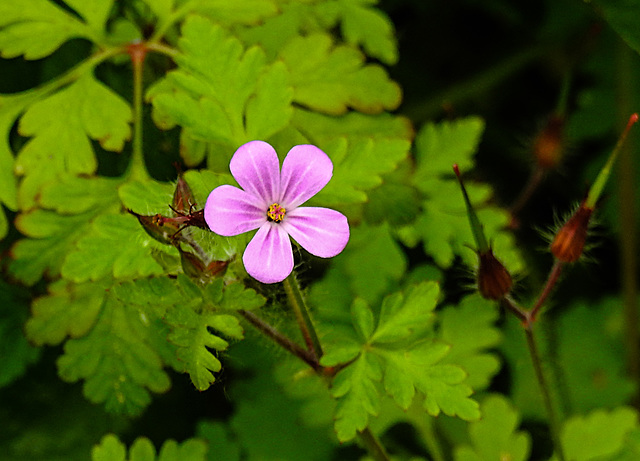 20210605 0407CPw [D~LIP] Stinkender Storchschnabel (Geranium robertianum agg), Bad Salzuflen