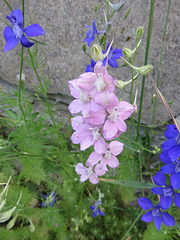 pied d'alouette (Delphinium ajacis)_Embrun