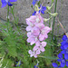 pied d'alouette (Delphinium ajacis)_Embrun