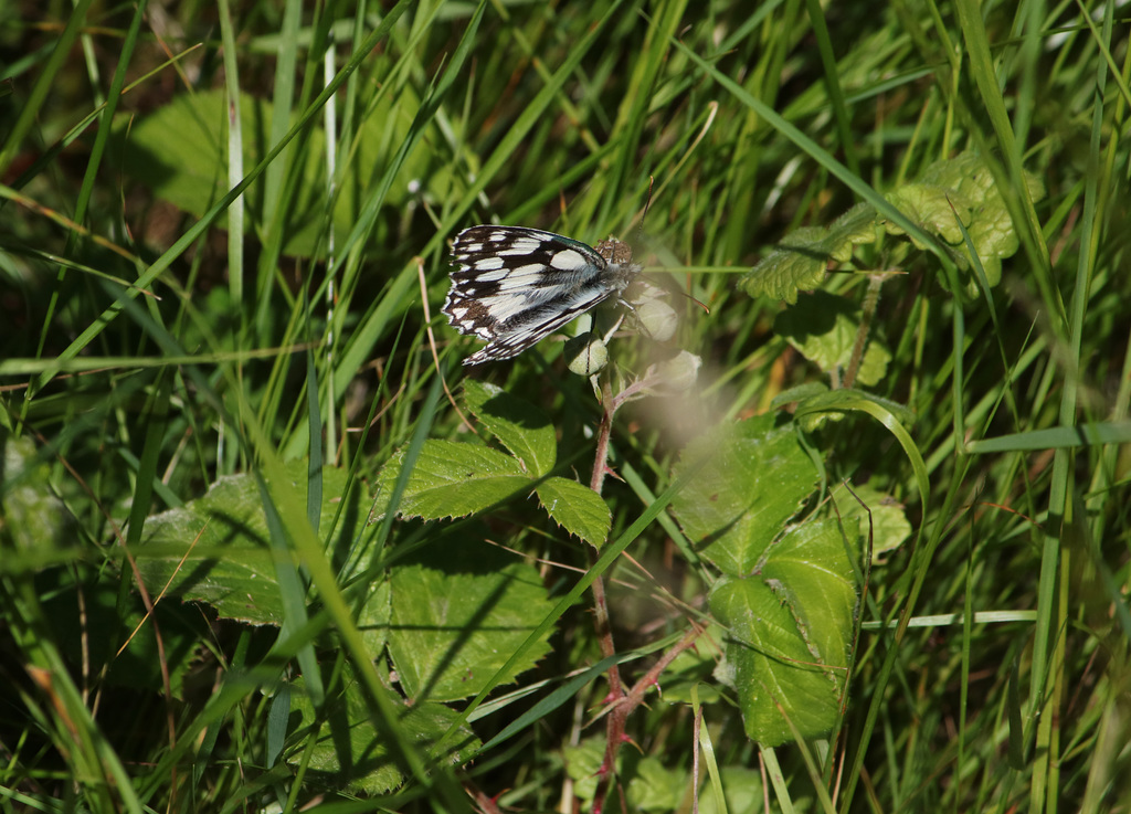 Marbled White