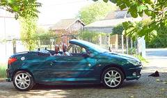 Peugeot 206 CC et le chat