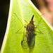 IMG 7217 Leaf hopper