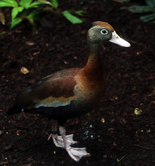 Actuellement au zoo de Beauval , je désire inviter pour le réveillon ce joli canard que j'ai baptisé Sylvestre .