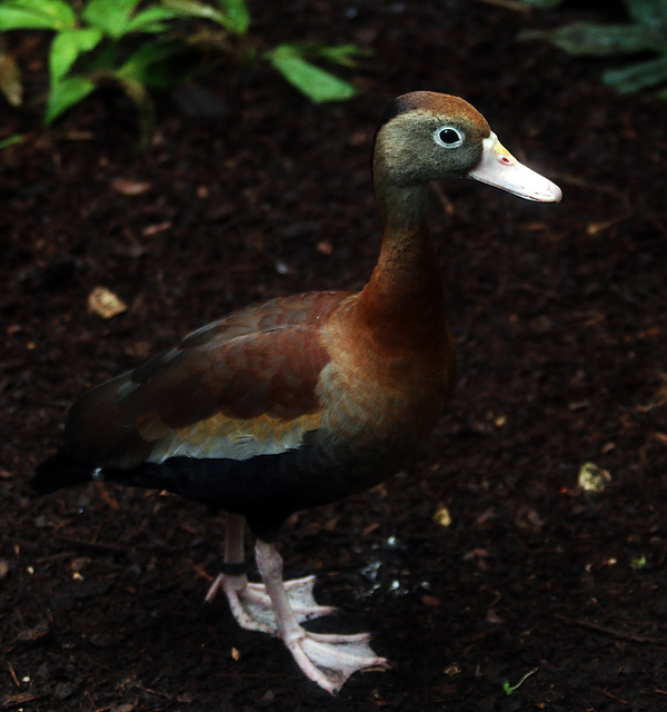 Actuellement au zoo de Beauval , je désire inviter pour le réveillon ce joli canard que j'ai baptisé Sylvestre .