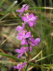 Calopogon multiflorus (Manyflowered Grass-pink orchid)