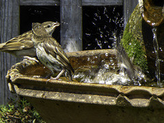 Sparrows enjoy bath time