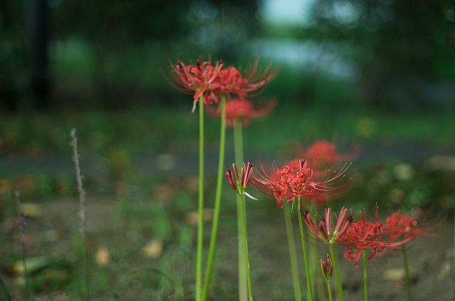 Lycoris