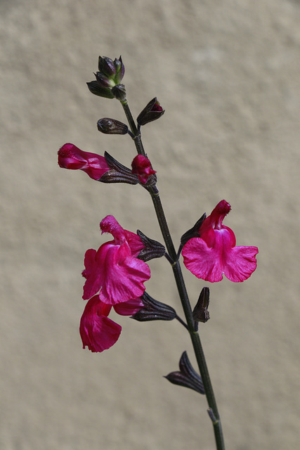 Riverwalk Flowers