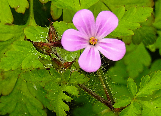 20210605 0408CPw [D~LIP] Stinkender Storchschnabel (Geranium robertianum agg), Bad Salzuflen