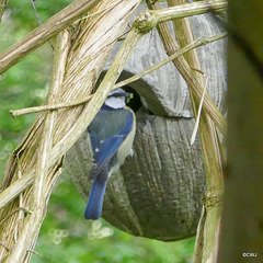 Bluetit comandeering Wren's nestbox!