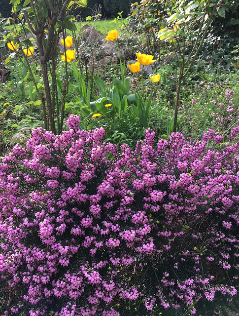 Bruyère et tulipes