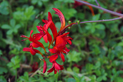 La flamme ardente de la Lucifer - Festival des Jardins 2024