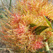 Natural abstract.  Diplolepis rosae
