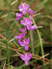 Calopogon multiflorus (Manyflowered Grass-pink orchid)