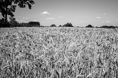 Wheat field is ripe