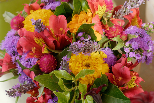 Fleurs de saison