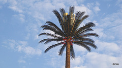 LR-1040299