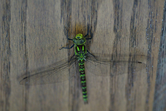 Verirrte Libelle im Treppenhaus