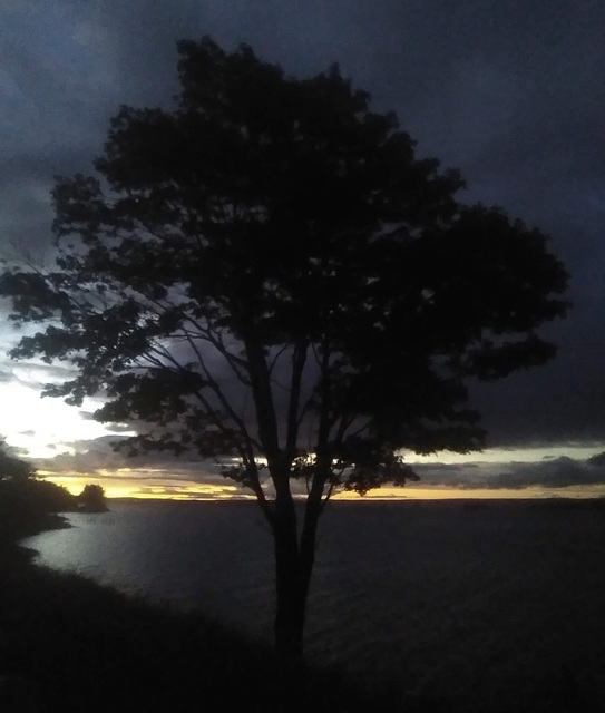 Le doux éveil d'un arbre encore somnolent....