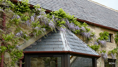 Wisteria in bloom