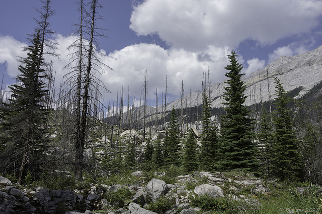 auf der Maligne Lake road durch das Waldbrandgebiet von 2015 (© Buelipix)