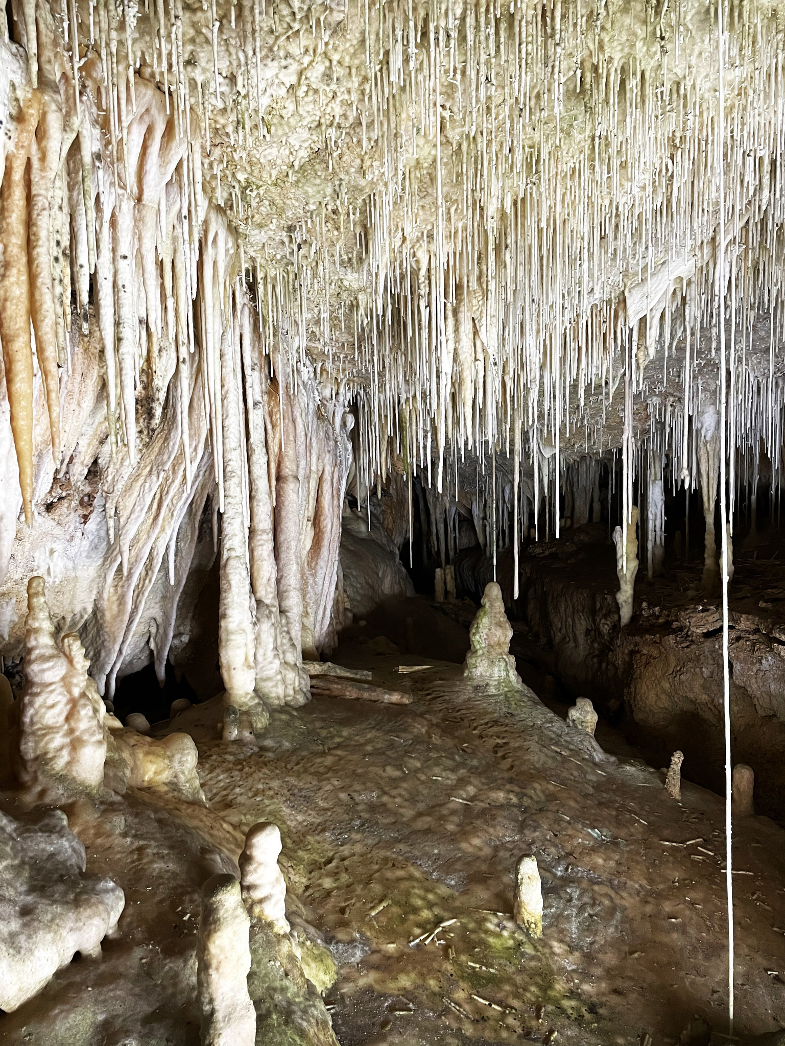 Coves de Campanet 1