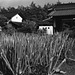 Negi in the front yard