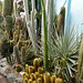 In the Cactus House