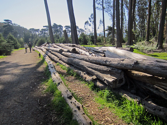 San Francisco Presidio (3042)