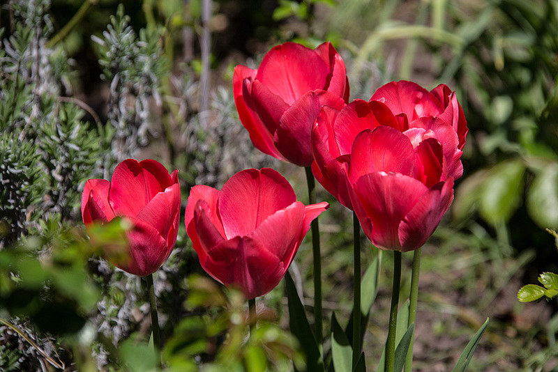 20150421 7718VRAw [D~RI] Tulpen, Rinteln