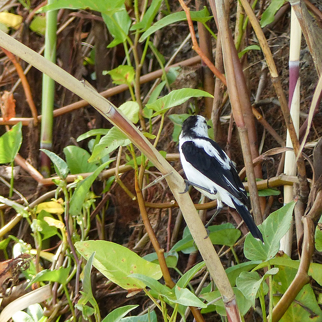 Pied Water-Tyrant, Nariva Swamp afternoon, Trinidad