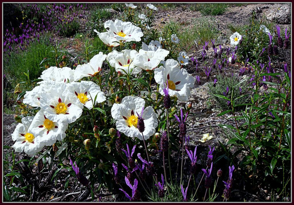 H. A. N. W. E. everyone! Lavender and gum cistus.