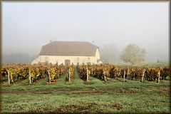 Arbois (39) 28 octobre 2017. Domaine Henri Maire.