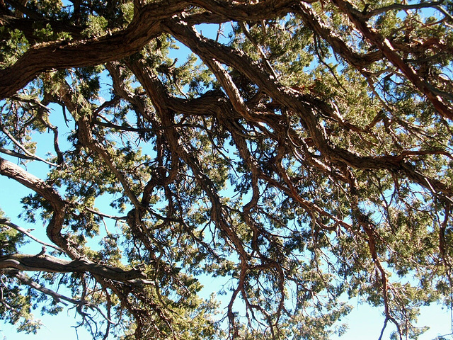 Branches Over the Noble Canyon Trail
