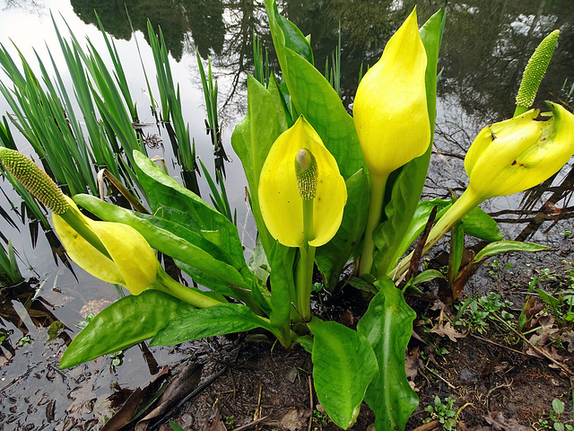 Skunk cabbage