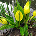 Skunk cabbage