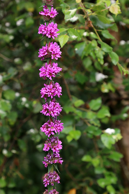 Irish Wildflowers 4