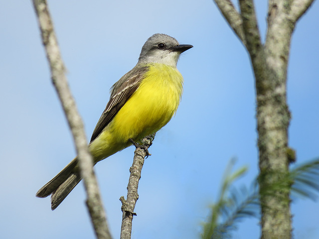 Day 9, Couch's Kingbird / Tyrannus couchii, Resaca de la Palma SP, Texas