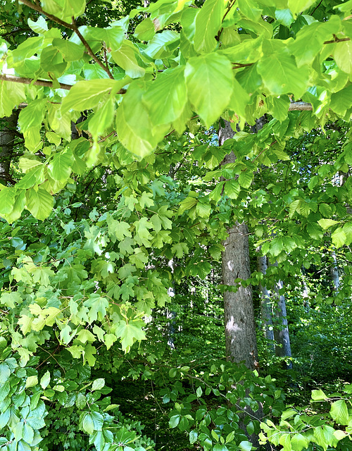 Grüntöne im Frühling