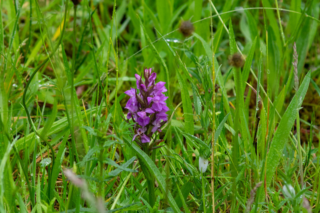 Marsh Orchid