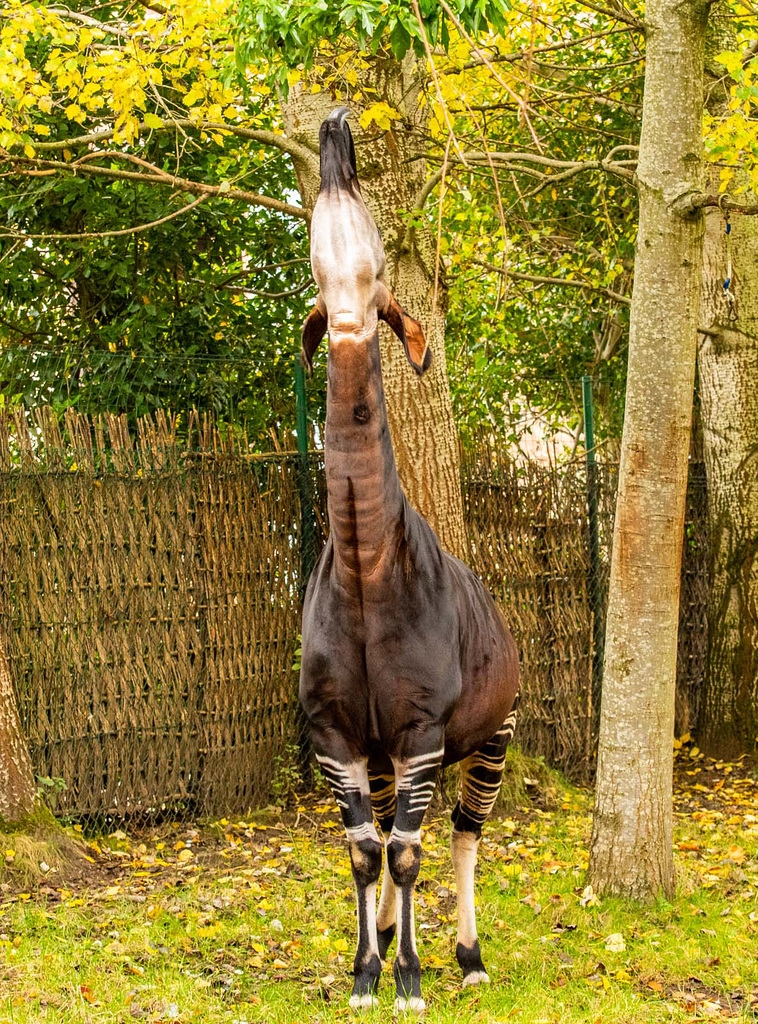 Okapi