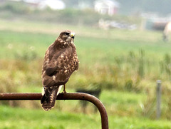 hallo, wieder da?   (Bussard)