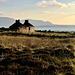 All too familiar a scene in the Orkneys - a ruined cottage with a million dollar view